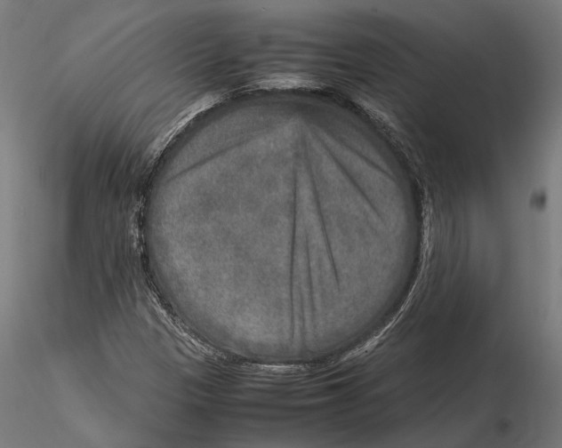 X0000115581305200912081016