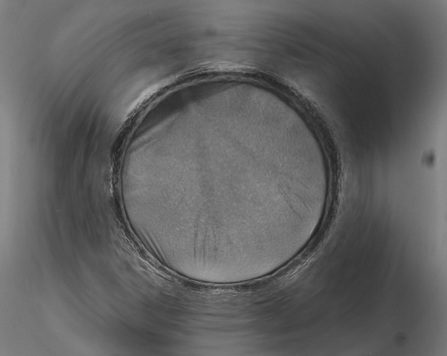 X0000115581306200912081016