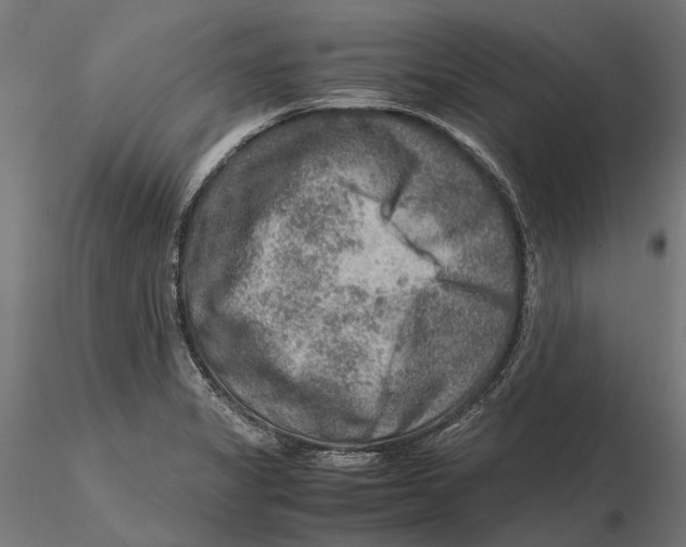 X0000115581325200912081016