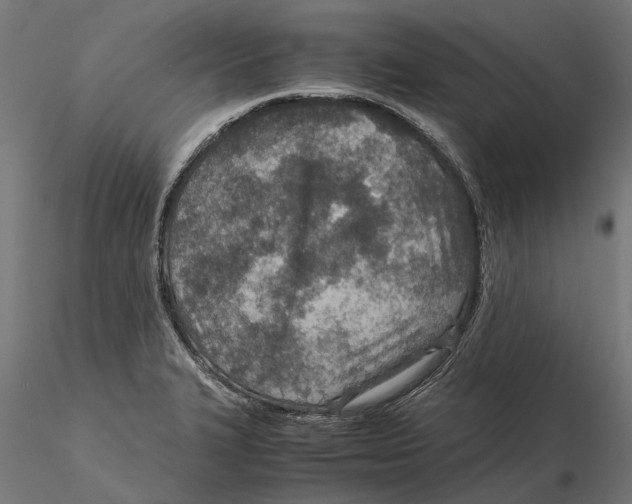 X0000115581327200912081016