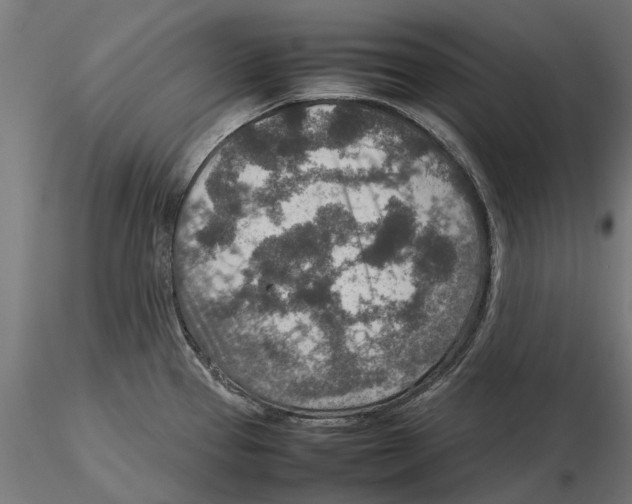 X0000115581337200912081017