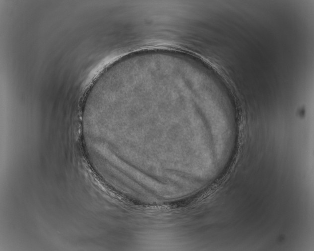 X0000115581363200912081016