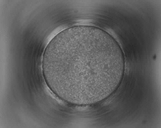 X0000115581386200912081015