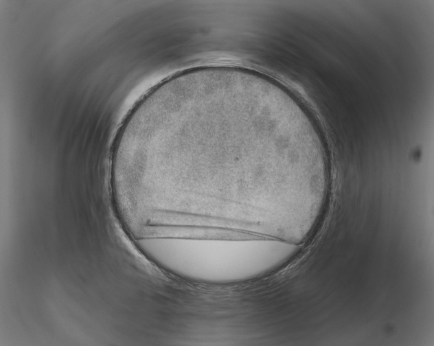 X0000115581424200912081015