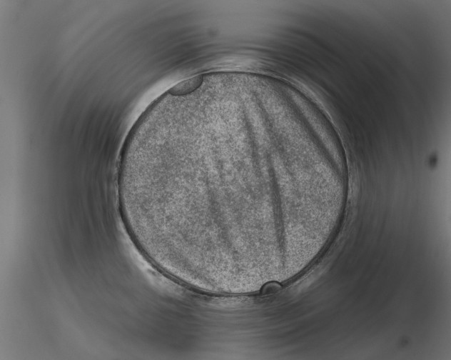 X0000115581434200912081015