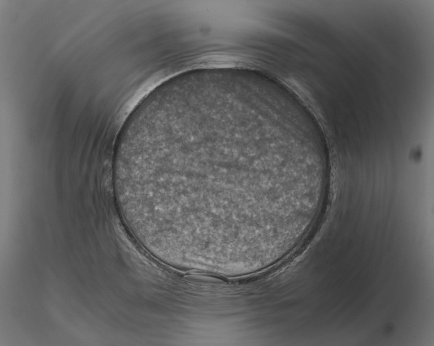 X0000115581465200912081014