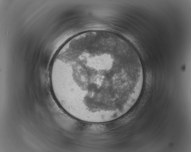 X0000115581466200912081014