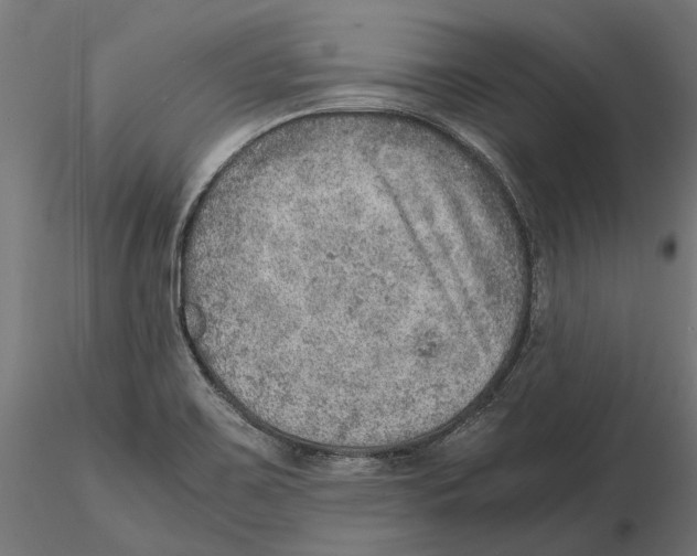 X0000115581467200912081014