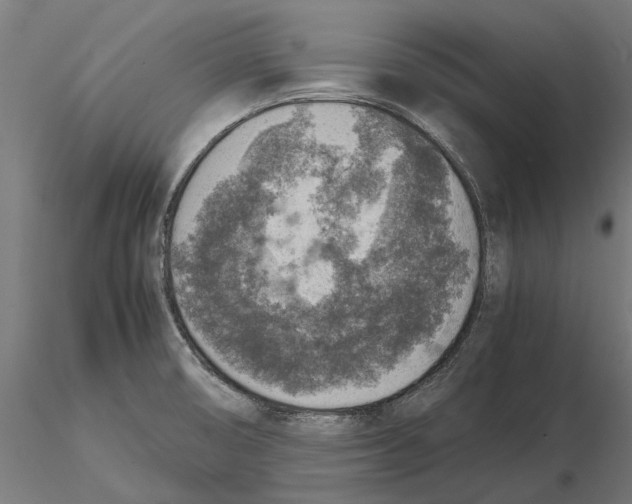 X0000115581474200912081014