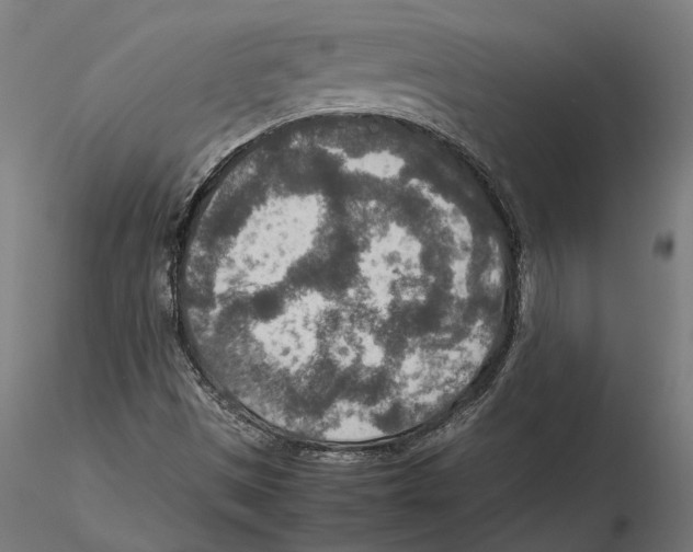 X0000115581497200912081013