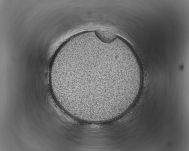 X0000115581507200912081013