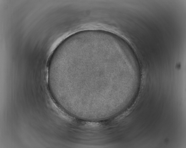 X0000115581509200912081014