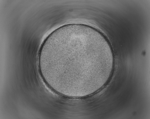 X0000115581517200912081014