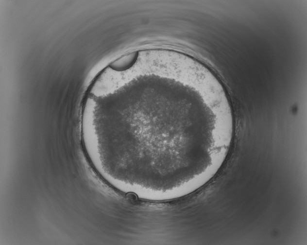 X0000115581522200912081014