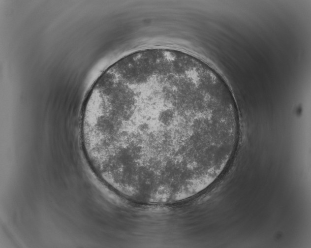 X0000115581525200912081014