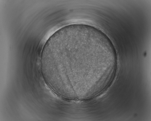 X0000115581529200912081014