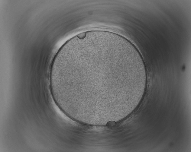 X0000115581531200912081014