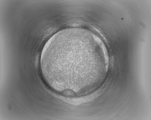 X0000115580018200912221058