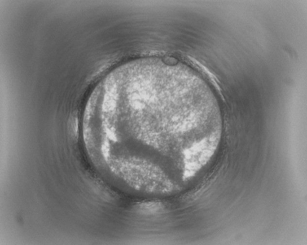 X0000115580067200912221057