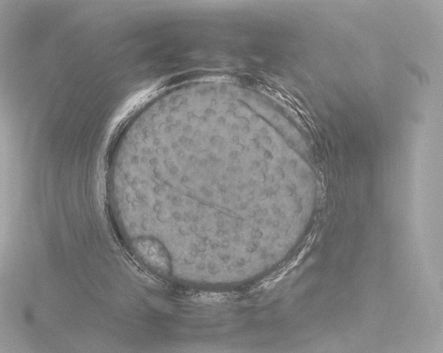 X0000115580149200912221055