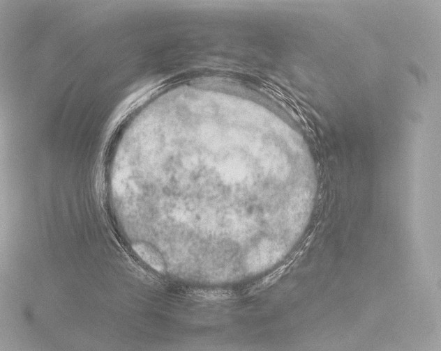 X0000115580245200912221054