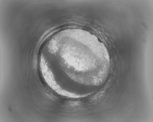 X0000115580247200912221054