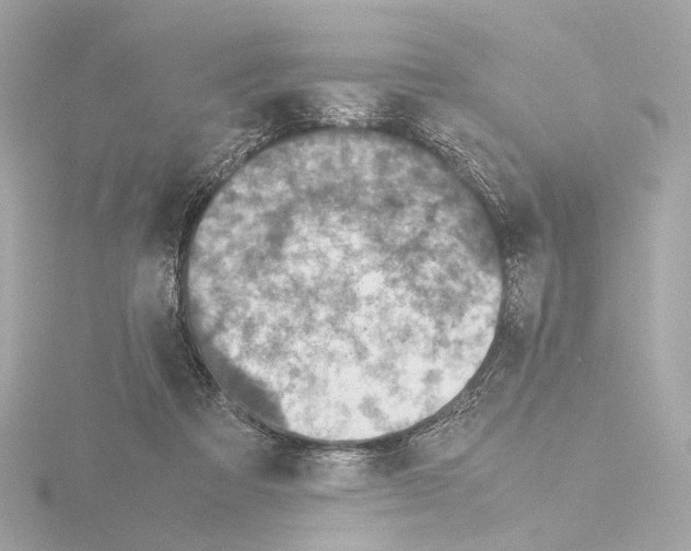 X0000115580313200912221054