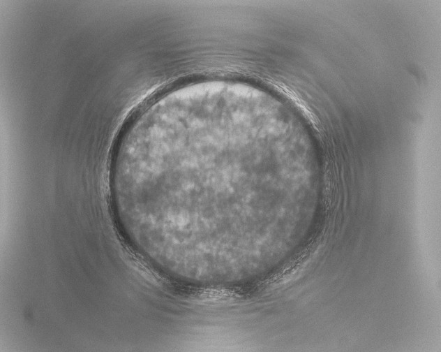 X0000115580399200912221053