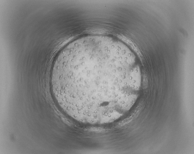 X0000115580529200912221050