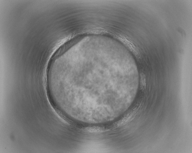 X0000115580630200912221049