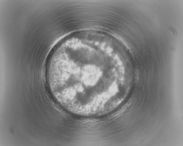 X0000115580830200912221047