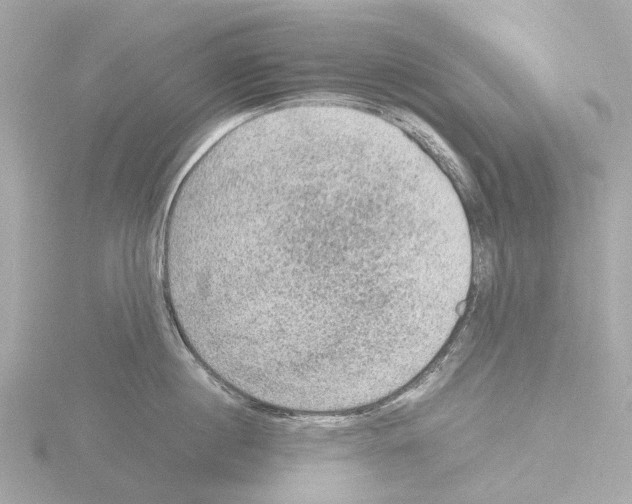 X0000115580860200912221047