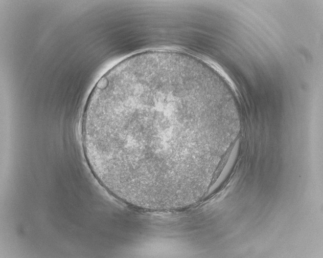 X0000115580959200912221046