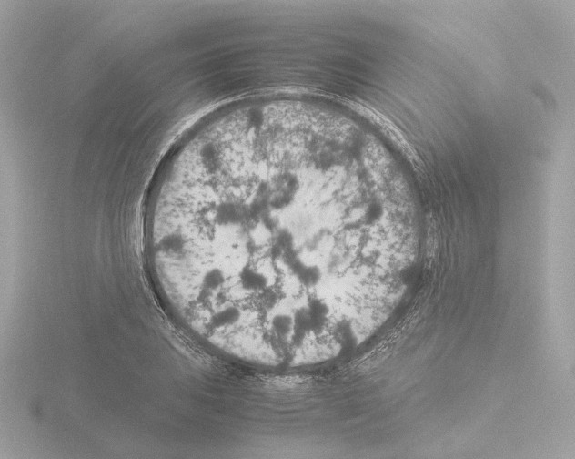 X0000115581031200912221045