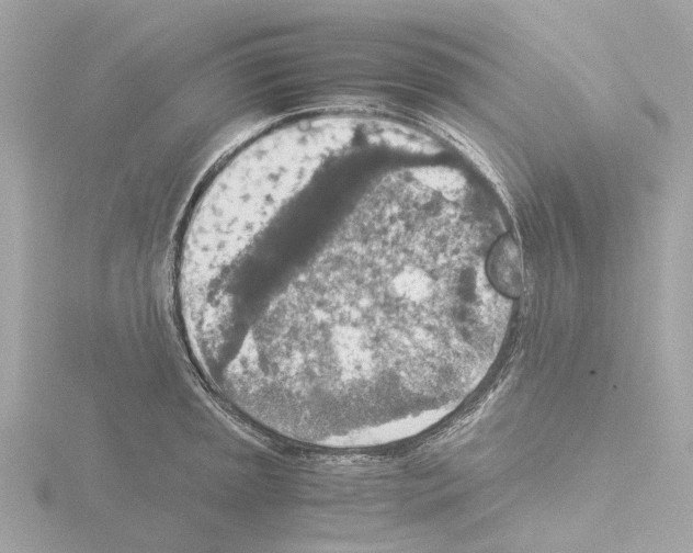 X0000115581045200912221045