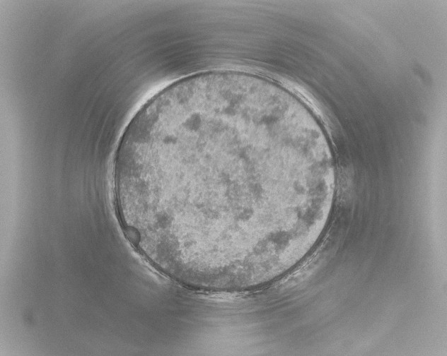 X0000115581048200912221045