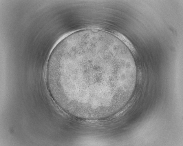 X0000115581052200912221045