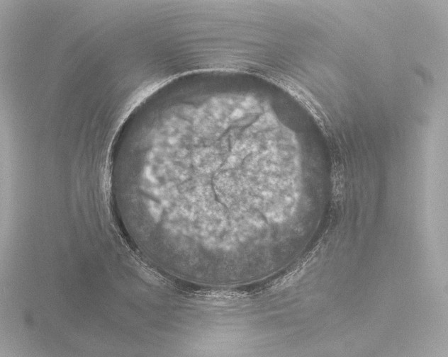 X0000115581077200912221044