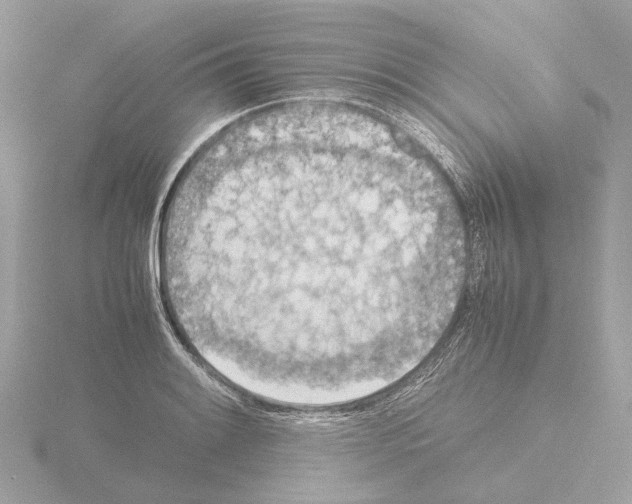 X0000115581084200912221044