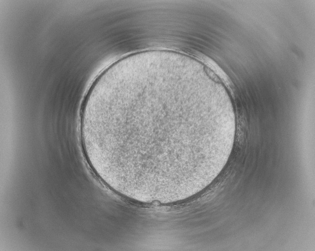 X0000115581096200912221044