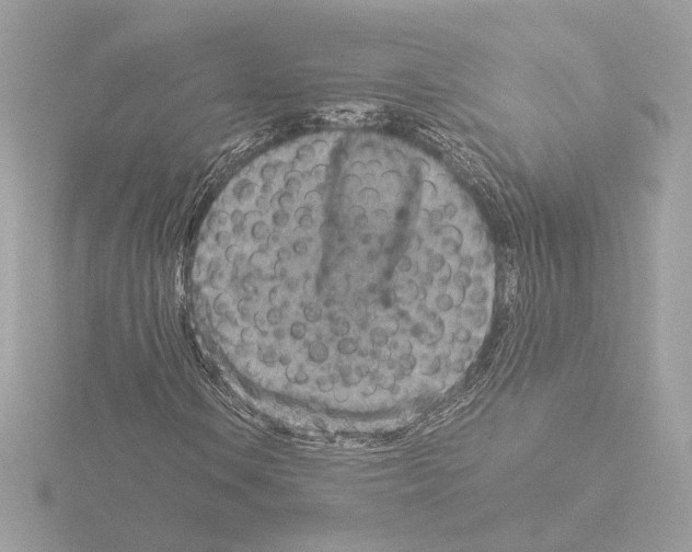 X0000115581106200912221043