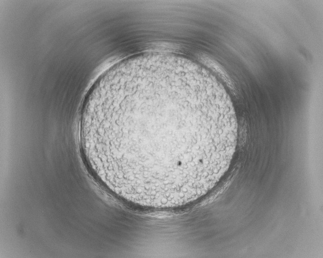 X0000115581130200912221044