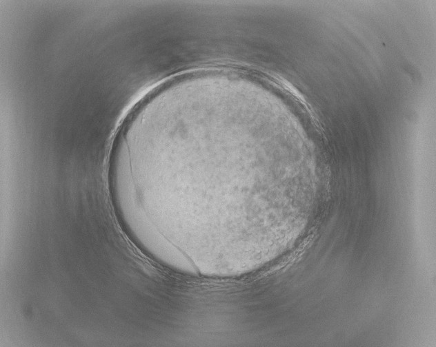 X0000115581216200912221042