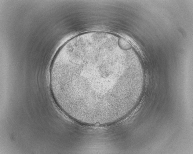 X0000115581238200912221042