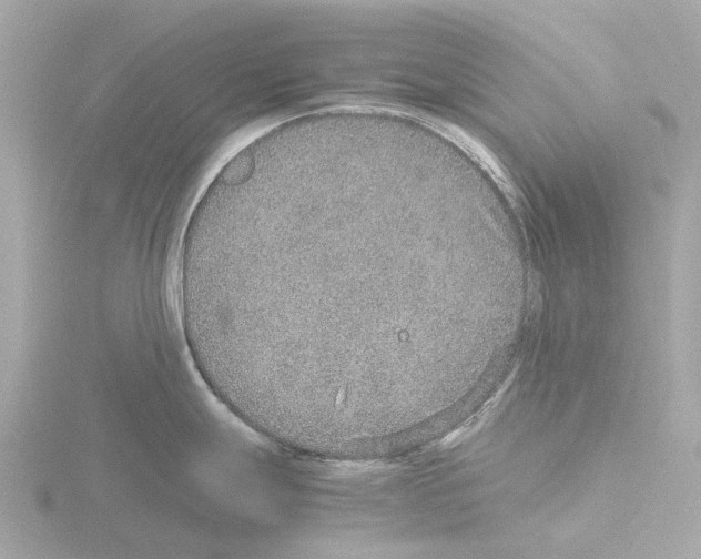 X0000115581247200912221043