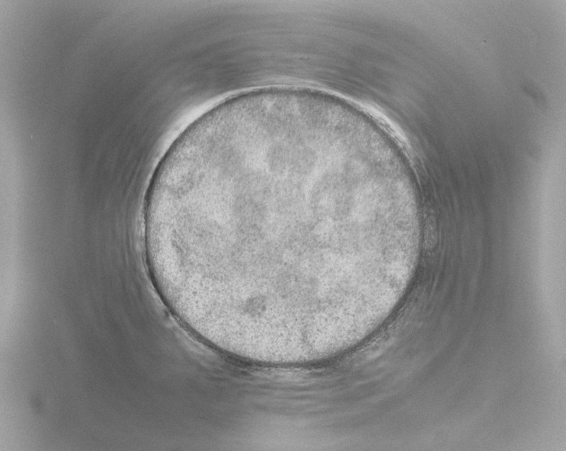 X0000115581287200912221042