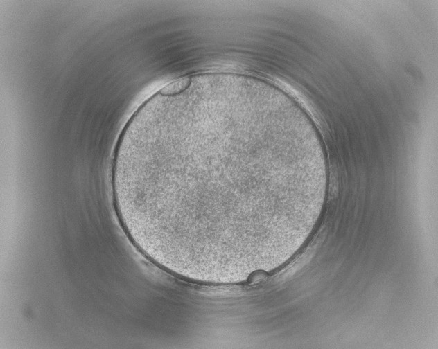 X0000115581434200912221040