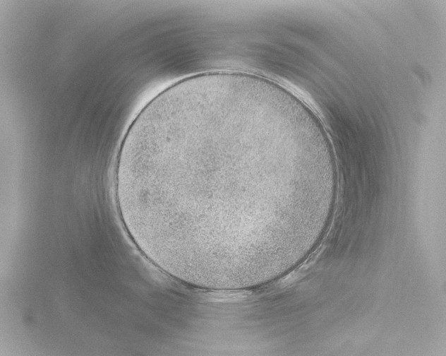 X0000115581440200912221040