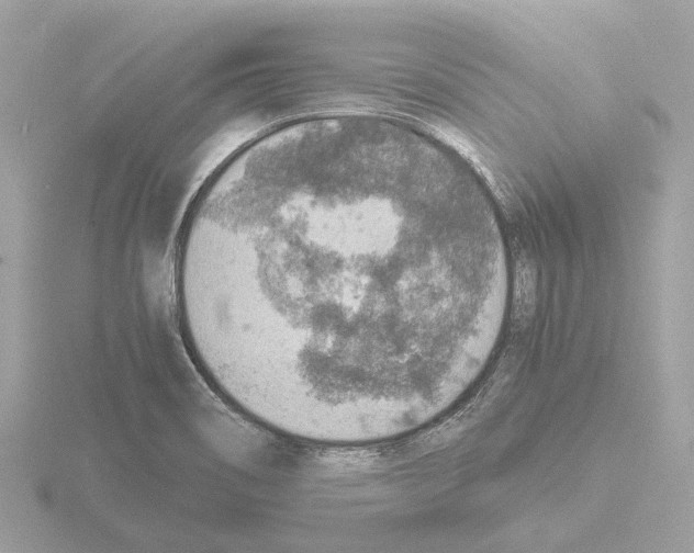 X0000115581466200912221039