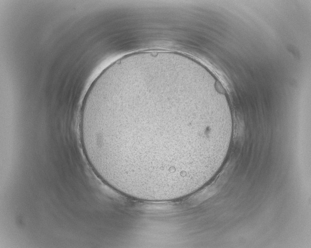 X0000115581486200912221039